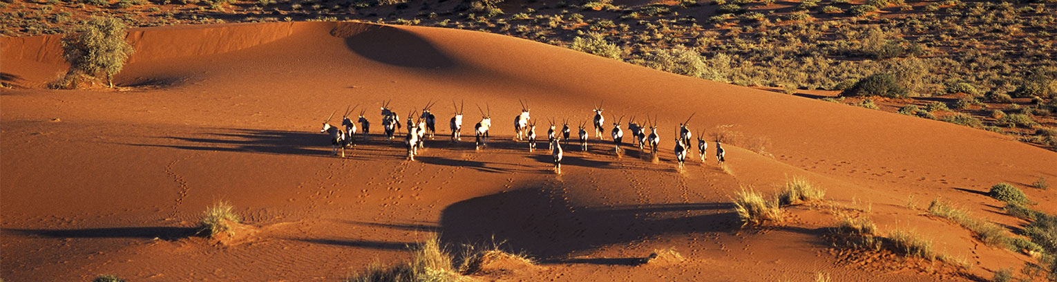 Enticing-Africa-Kalahari-Desert-Oryx.jpg