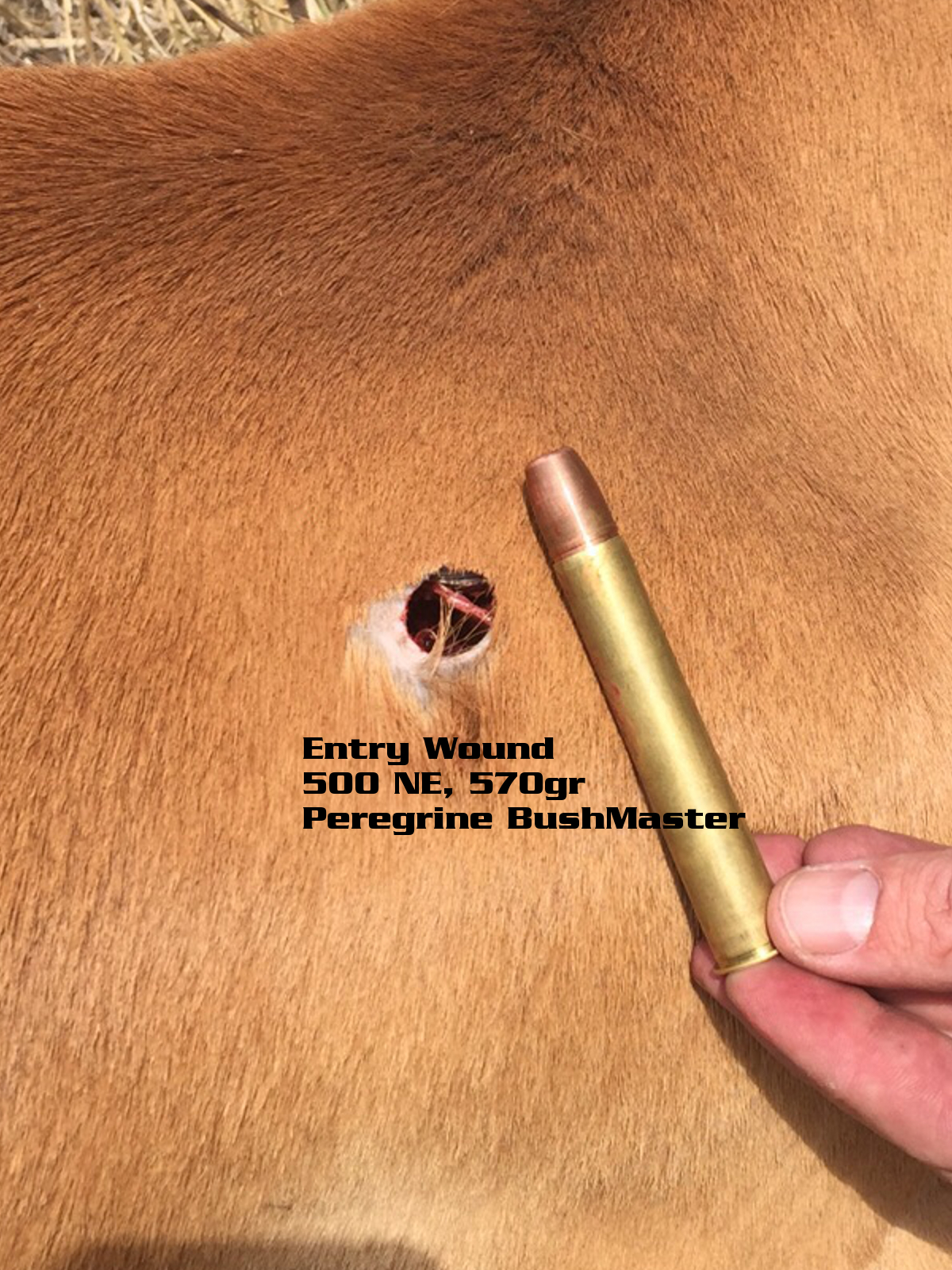 Entry Wound_Impala.jpg