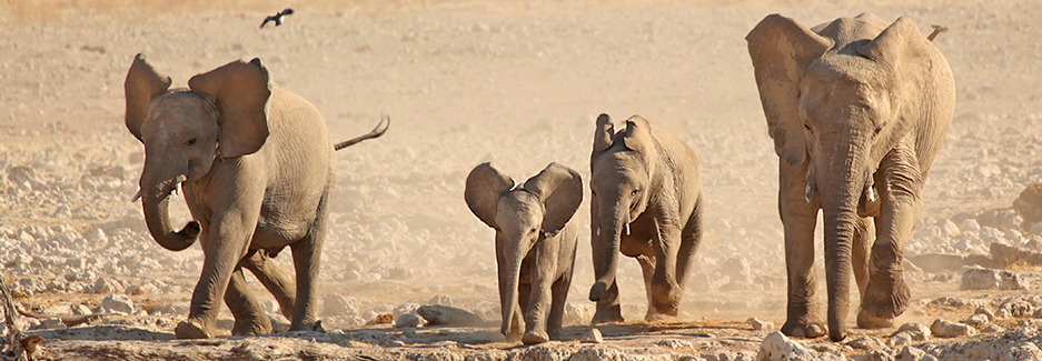 etosha-national-park-etosha-namibia-luxury-safari-ker-downey-elephant.jpg