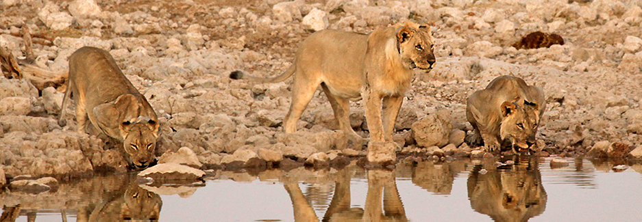 etosha-national-park-etosha-namibia-luxury-safari-ker-downey-lion.jpg