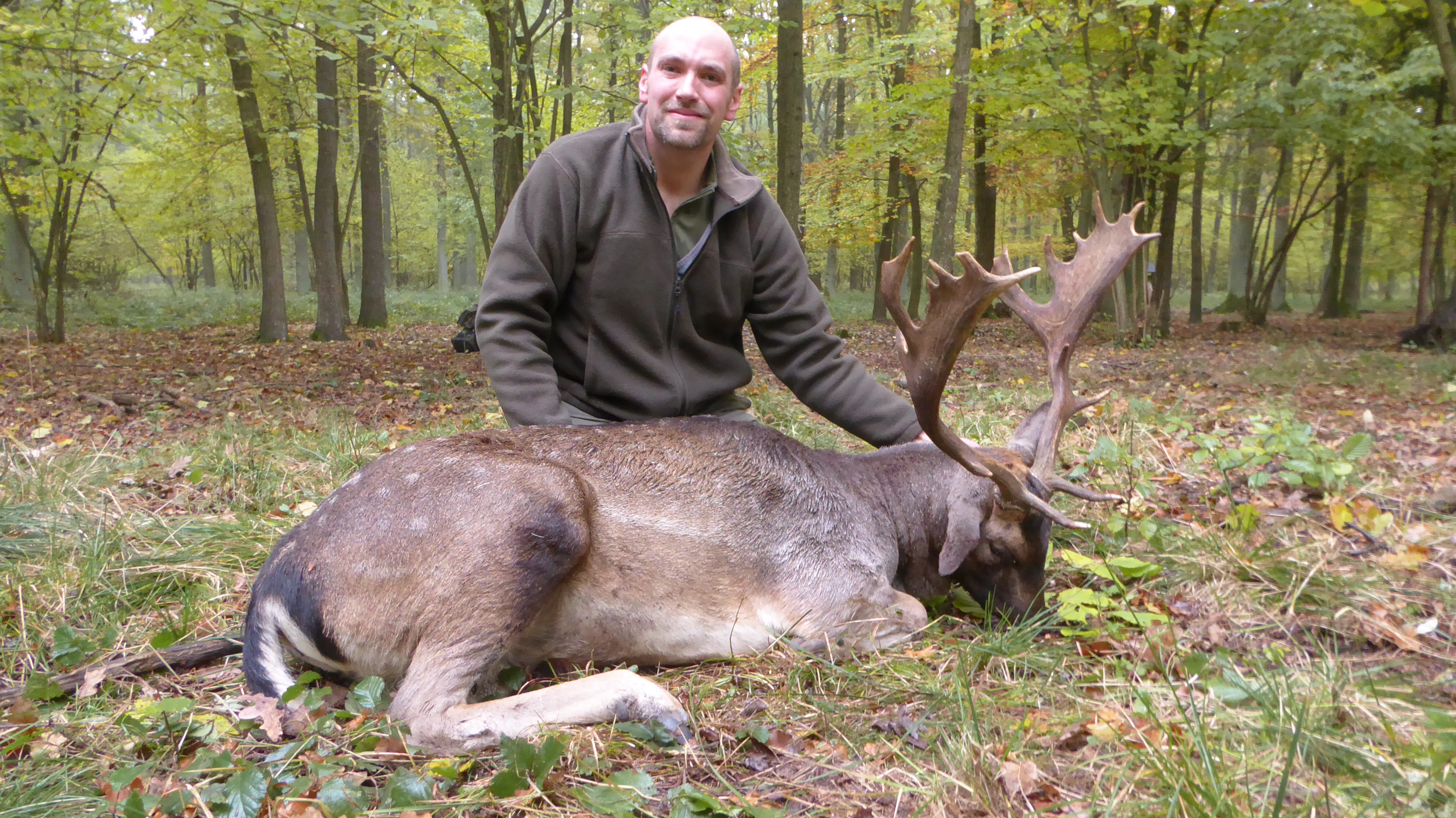 Fallow Deer 2.JPG