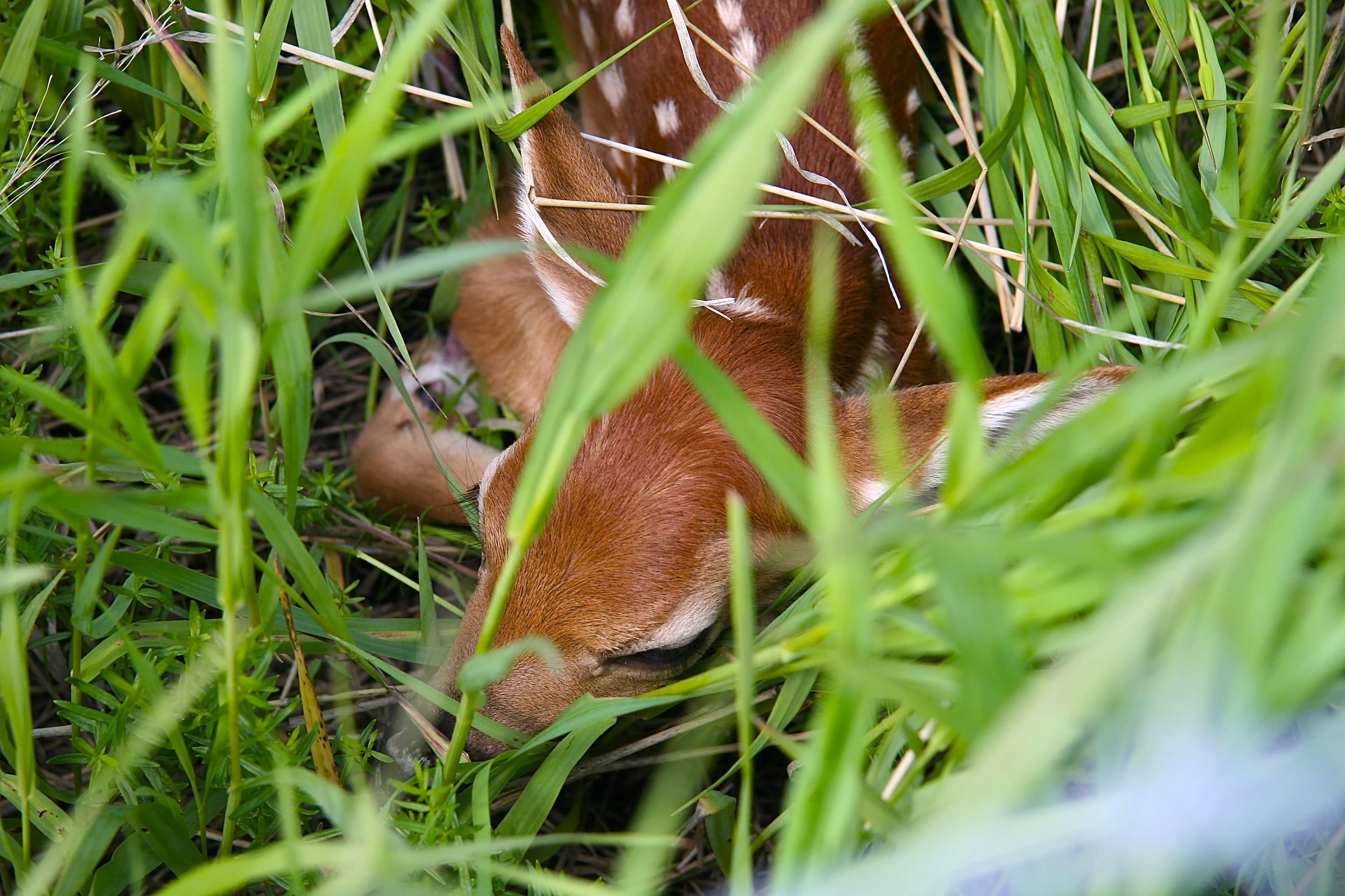 Fawn Bedded.JPG