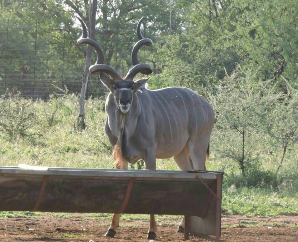 feeder kudu.jpg