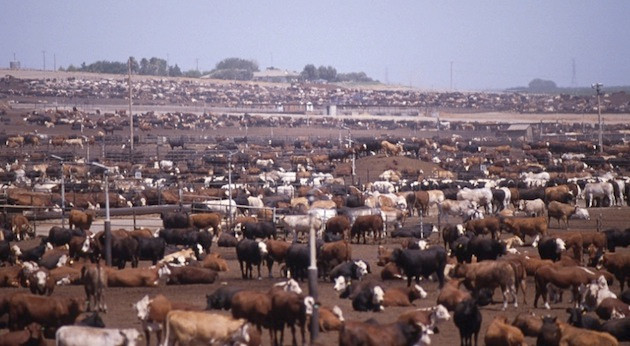 feedlot.jpg