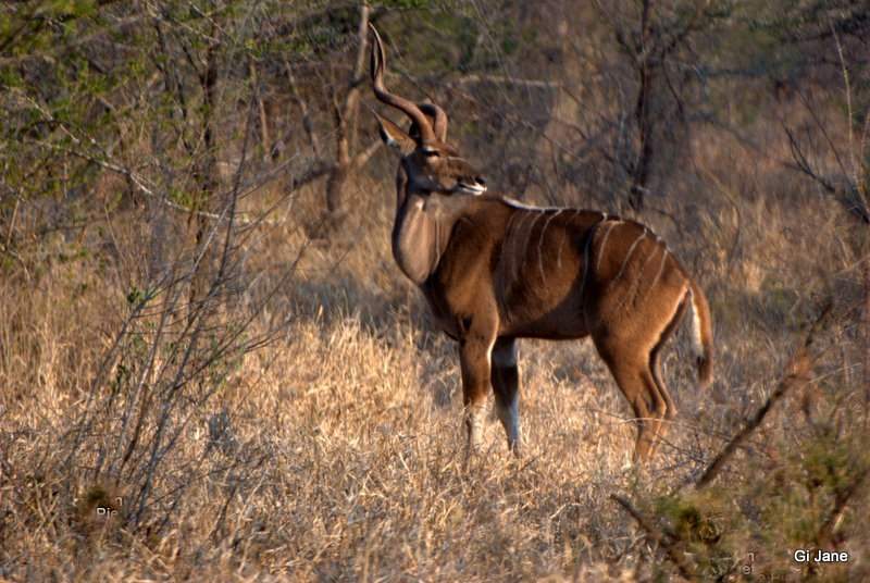 femalekudu.jpg