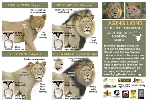 field-guide-to-aging-lions-highlands.jpg