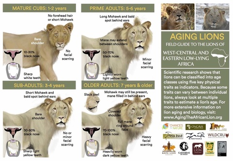 field-guide-to-aging-lions-lowlands_2.jpg