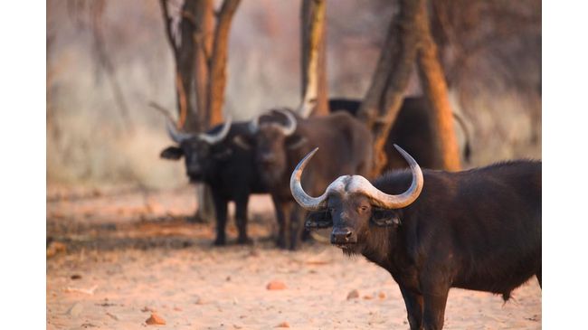 fight-on-for-buffalo-farming2017-08-280.jpg