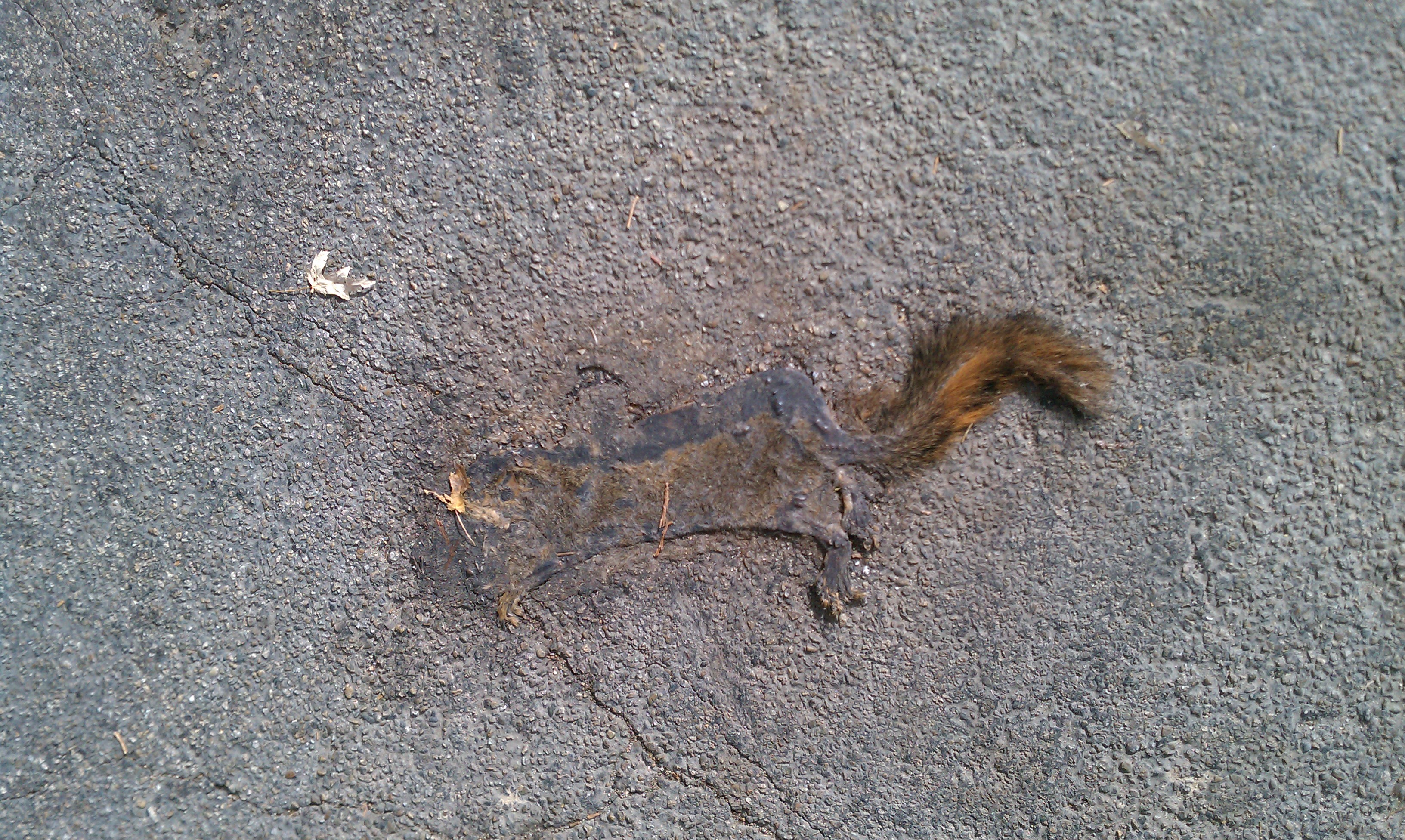 FlatSquirrel.jpg