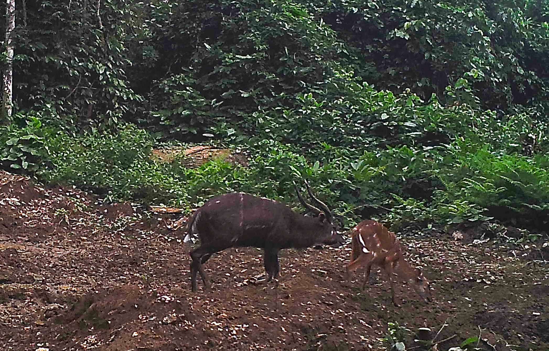 forest sitatunga 3.JPG