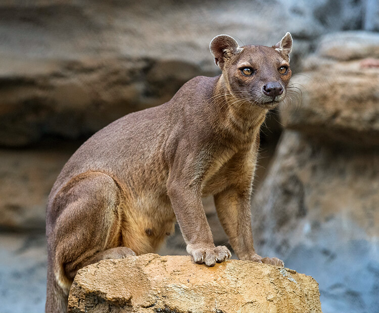 fossa.jpg