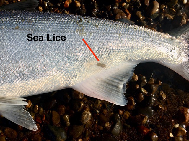 fresh run coho.jpg