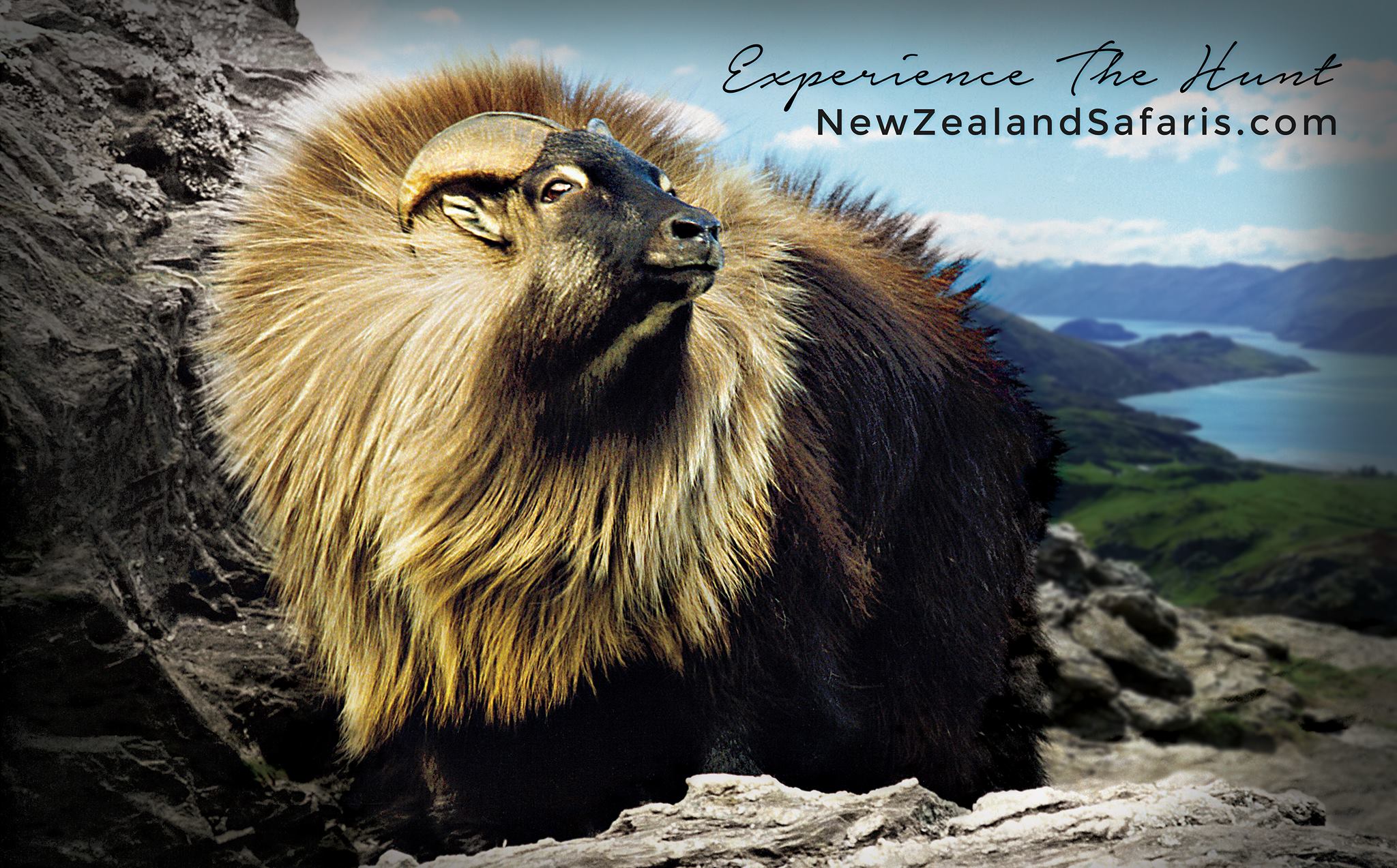 Full Size Tahr Photo.jpg