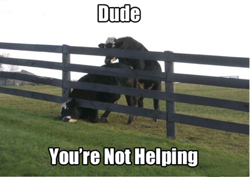 funny-animals-stuck-cow-humping-not-helping.jpg