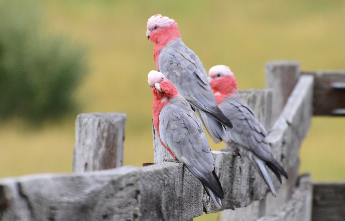 galahs.jpg