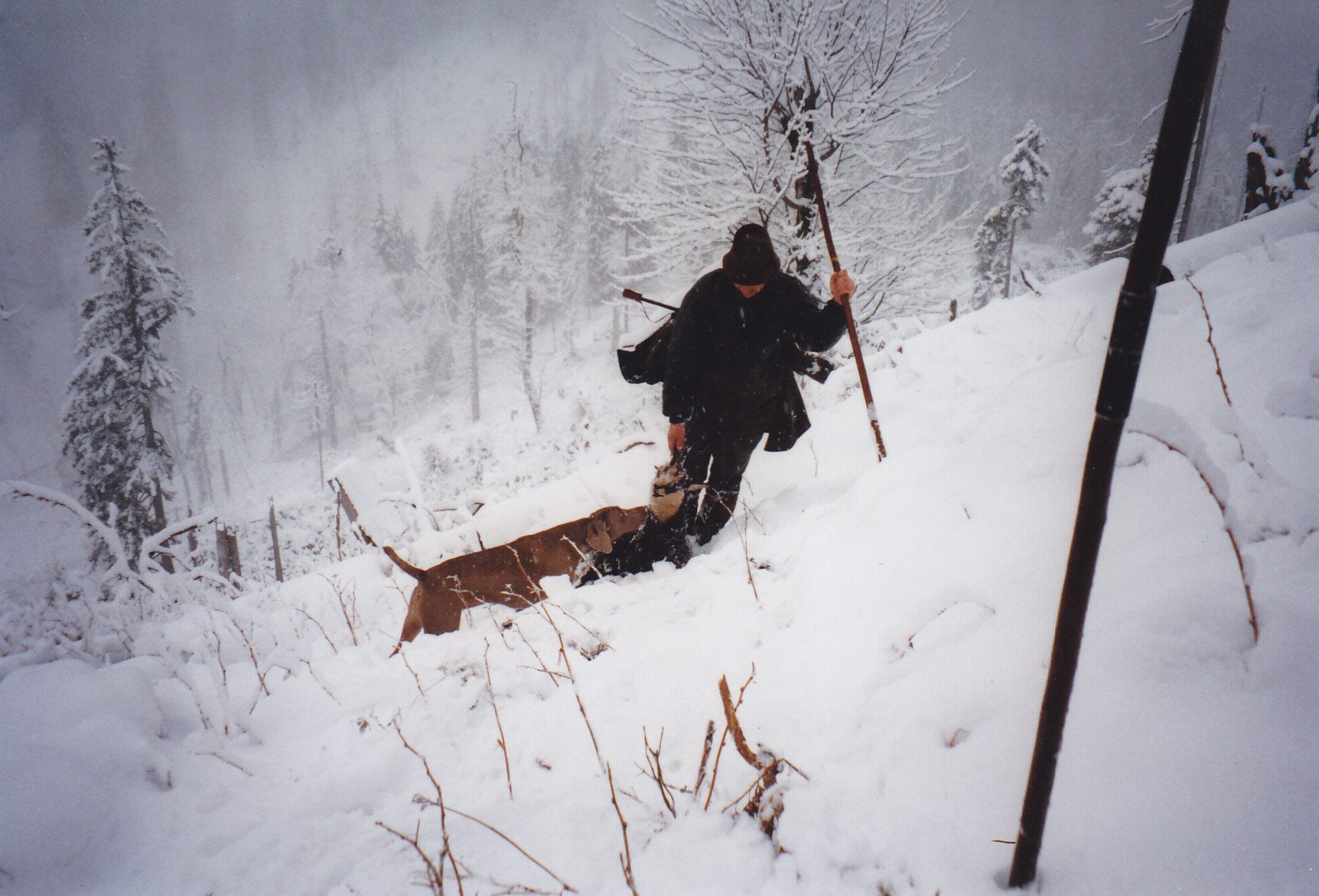 Gamsjagd im Schnee.jpg