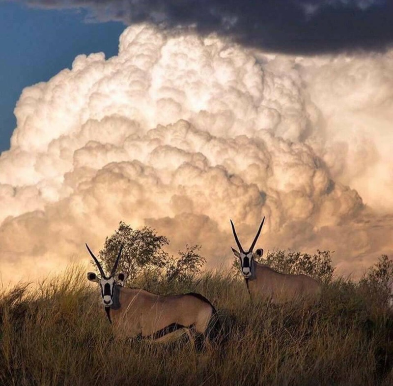 Gemsbok clouds.JPG