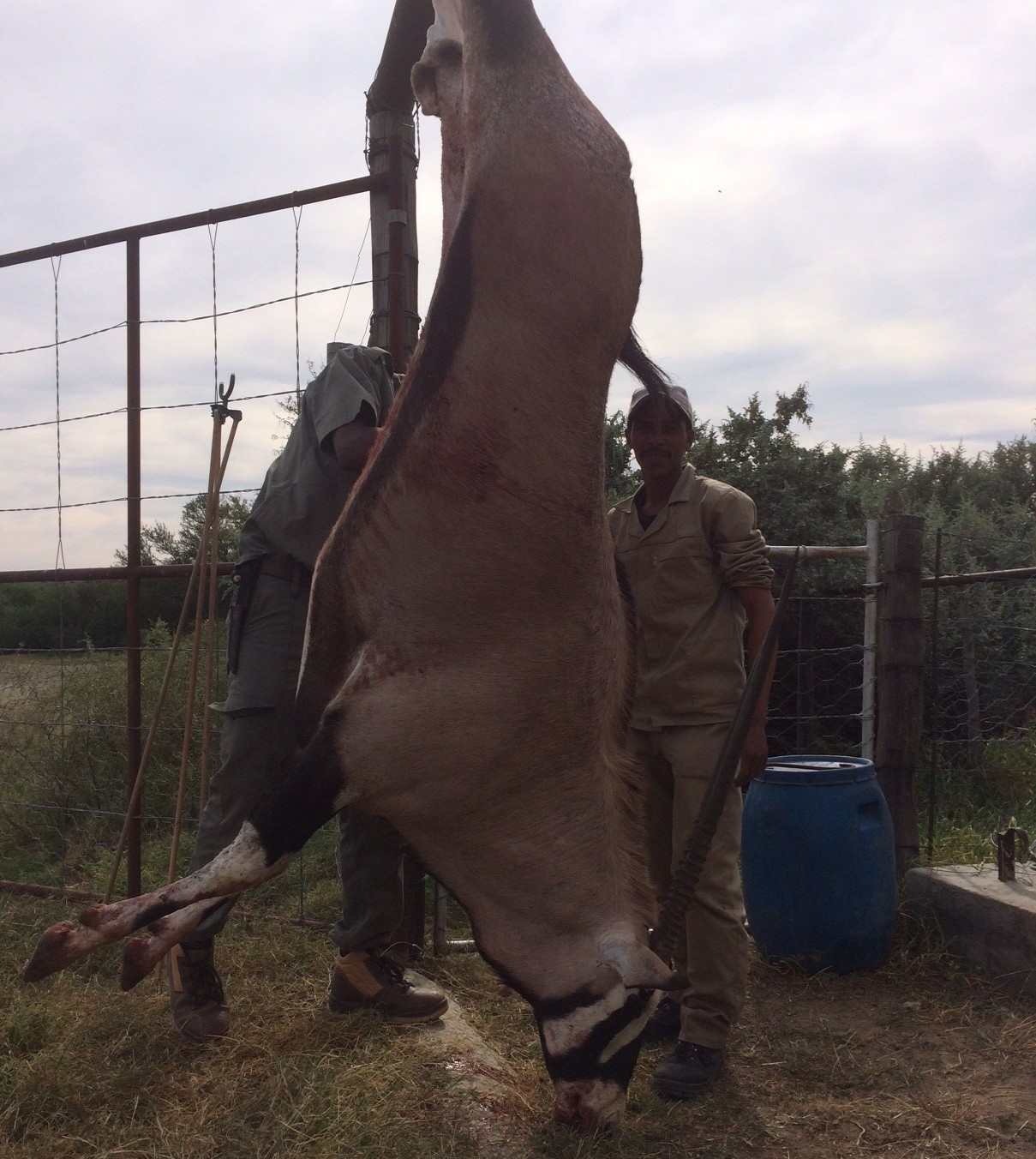 Gemsbok Hanging.jpg