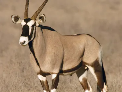 Gemsbok.webp