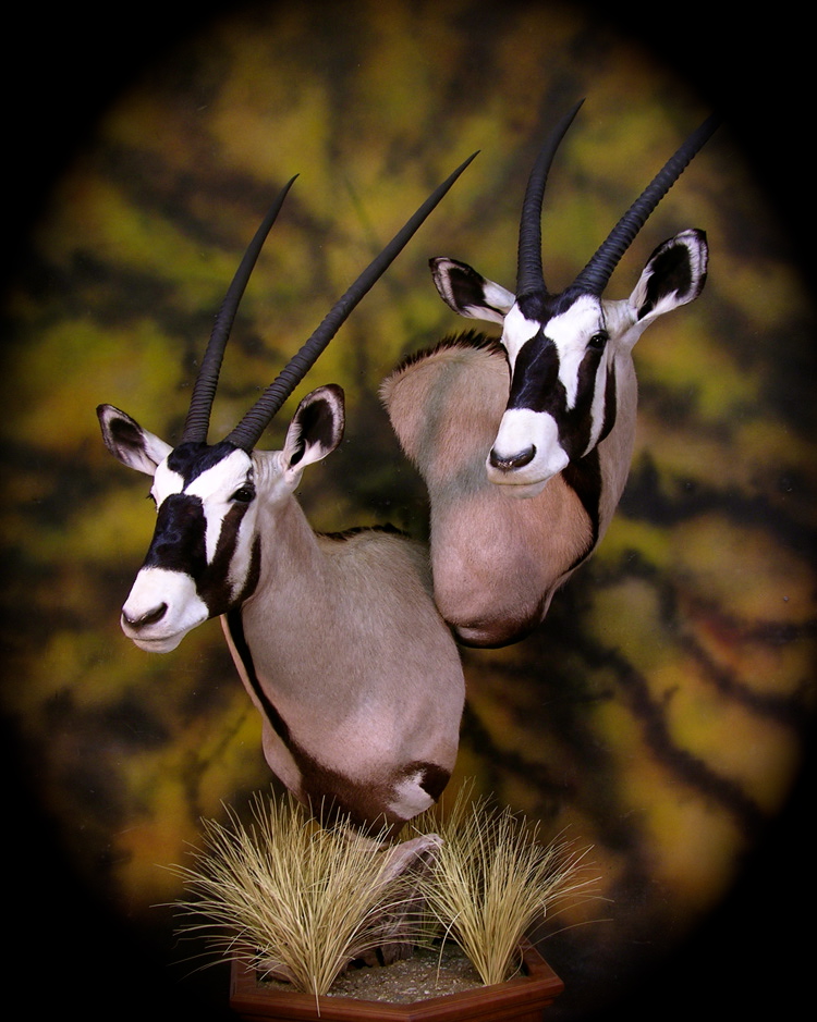 GEMSBOK_zpsdyky3x62.jpg