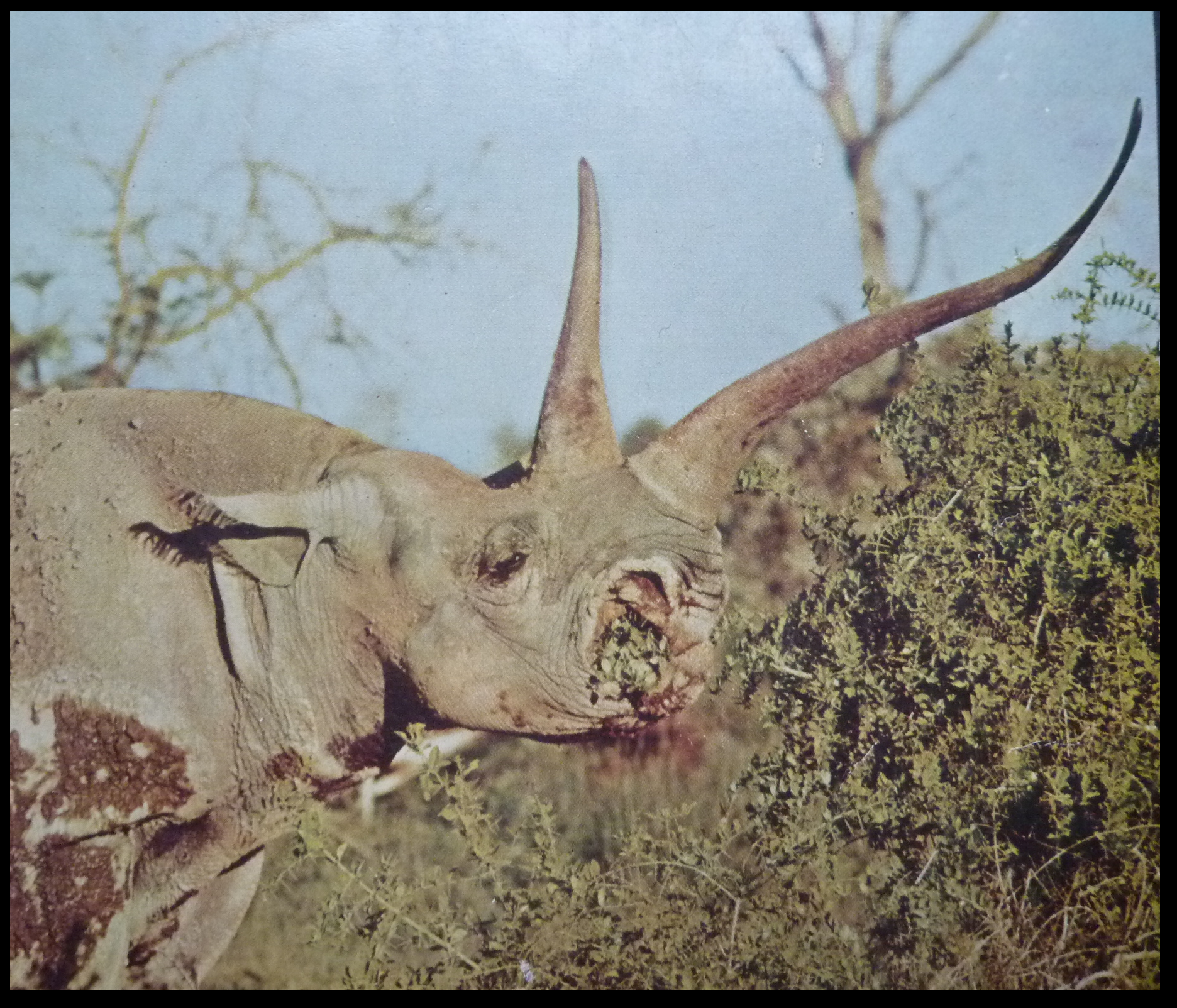 Gertie the Black Rhino - 1960s Vintage.png