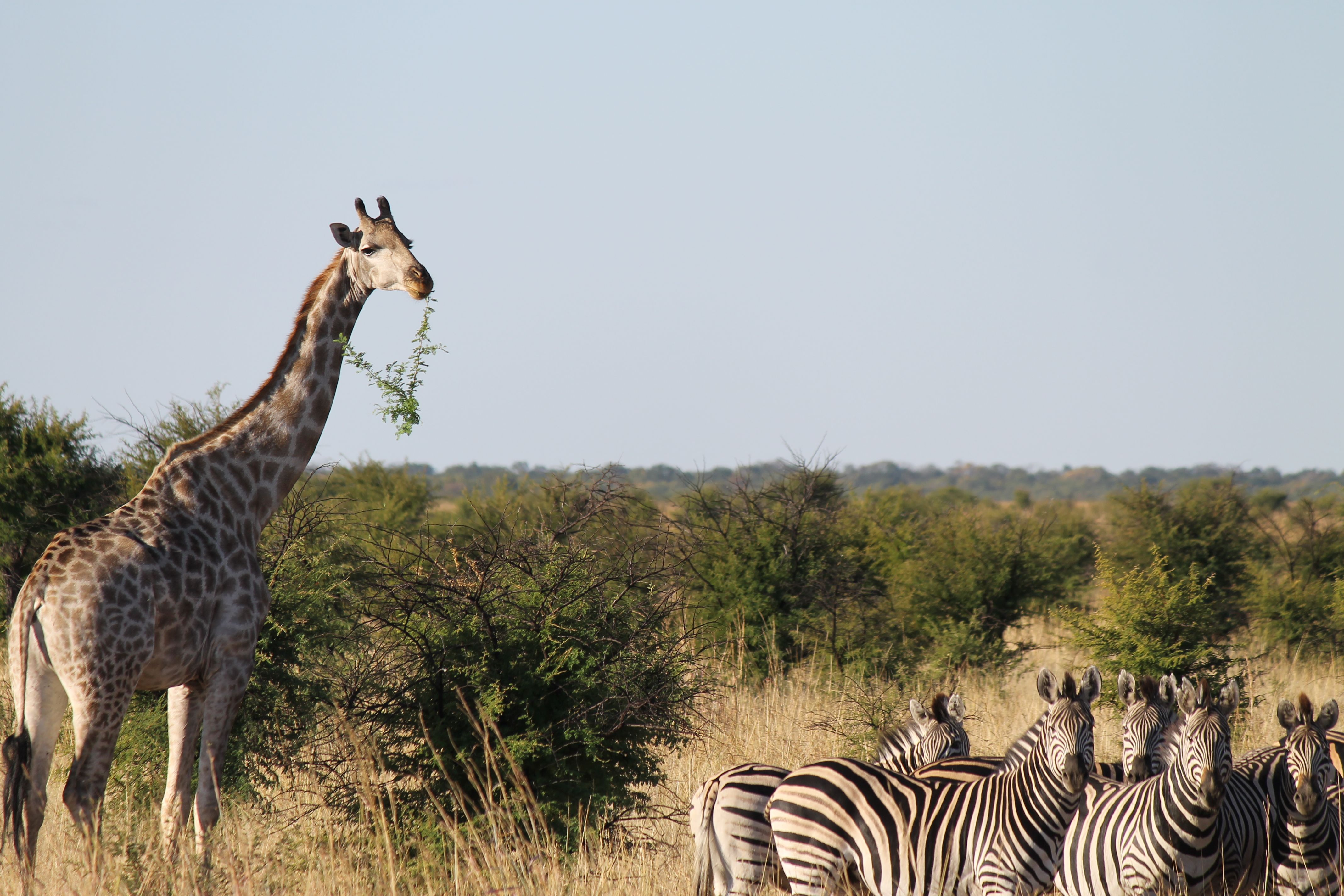 giraffe and zebras.jpg