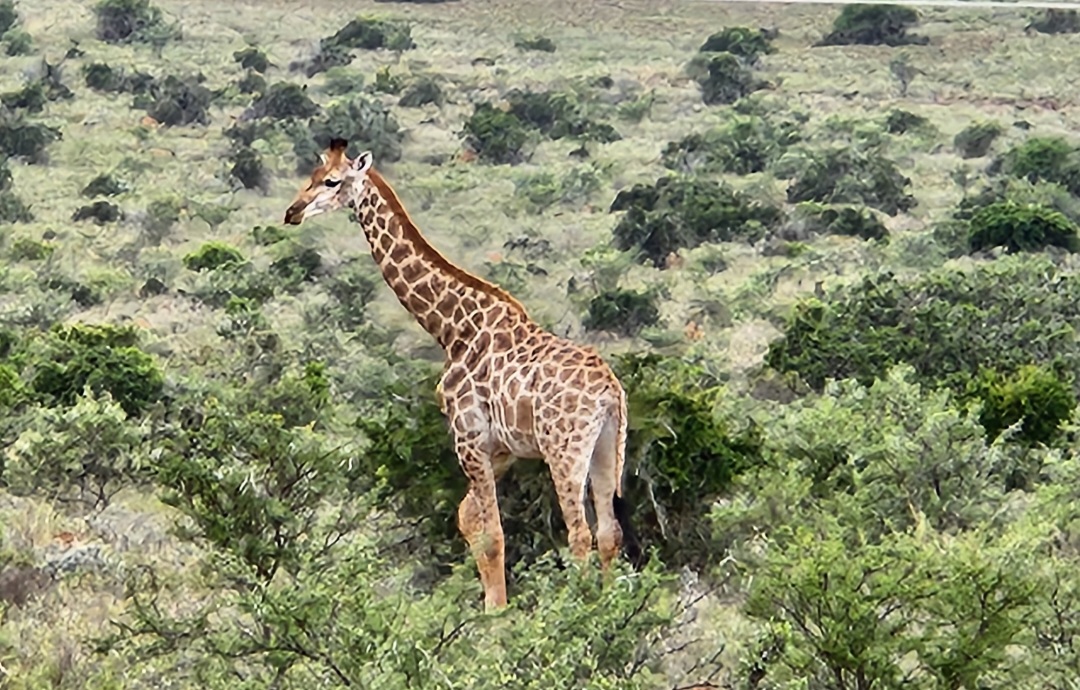 Giraffe.jpg