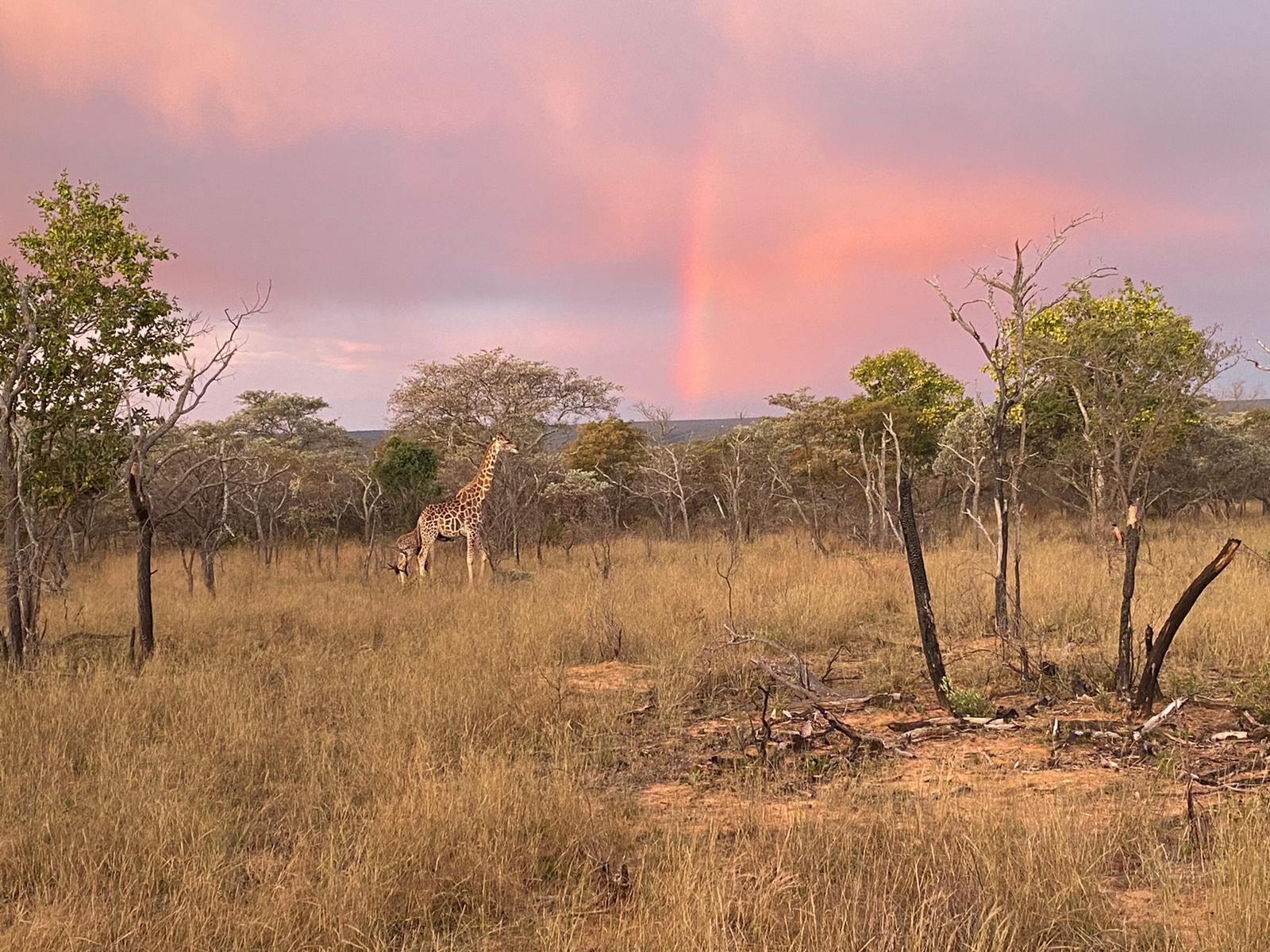 Giraffe- Rainbow-South Africa- Kwalata.jpeg