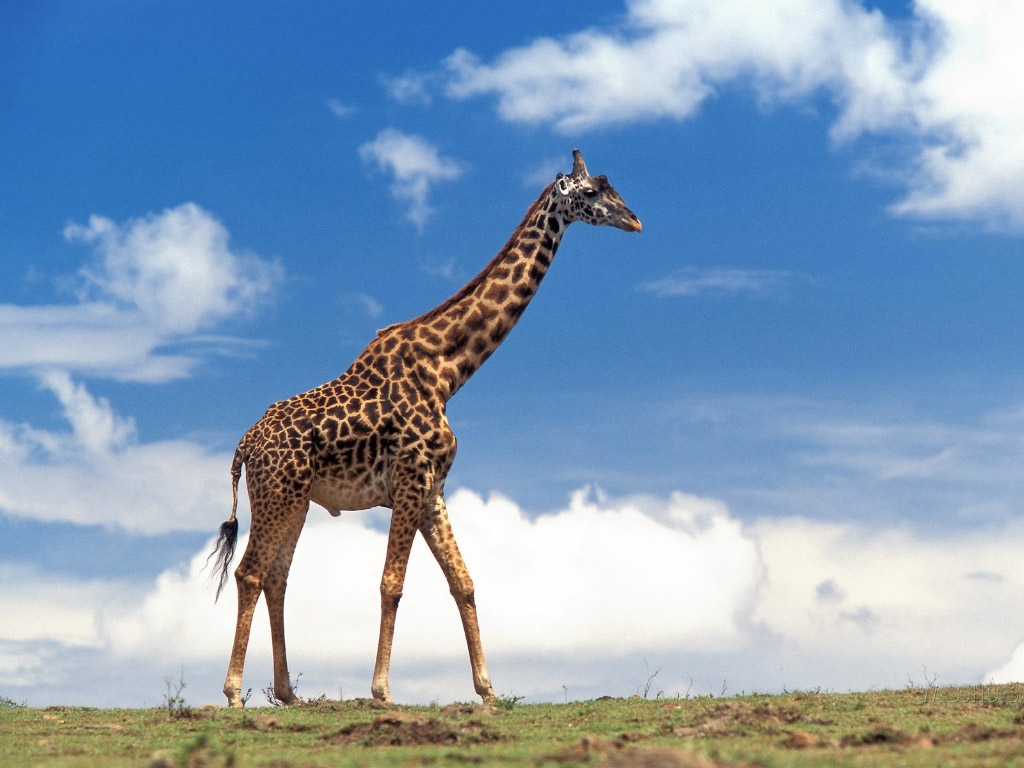 giraffe-wallpaper.jpeg