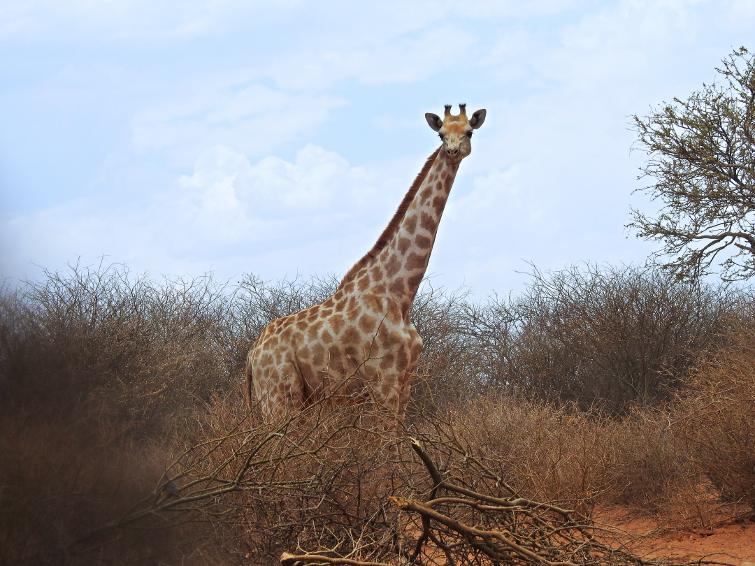 giraffe1.jpg