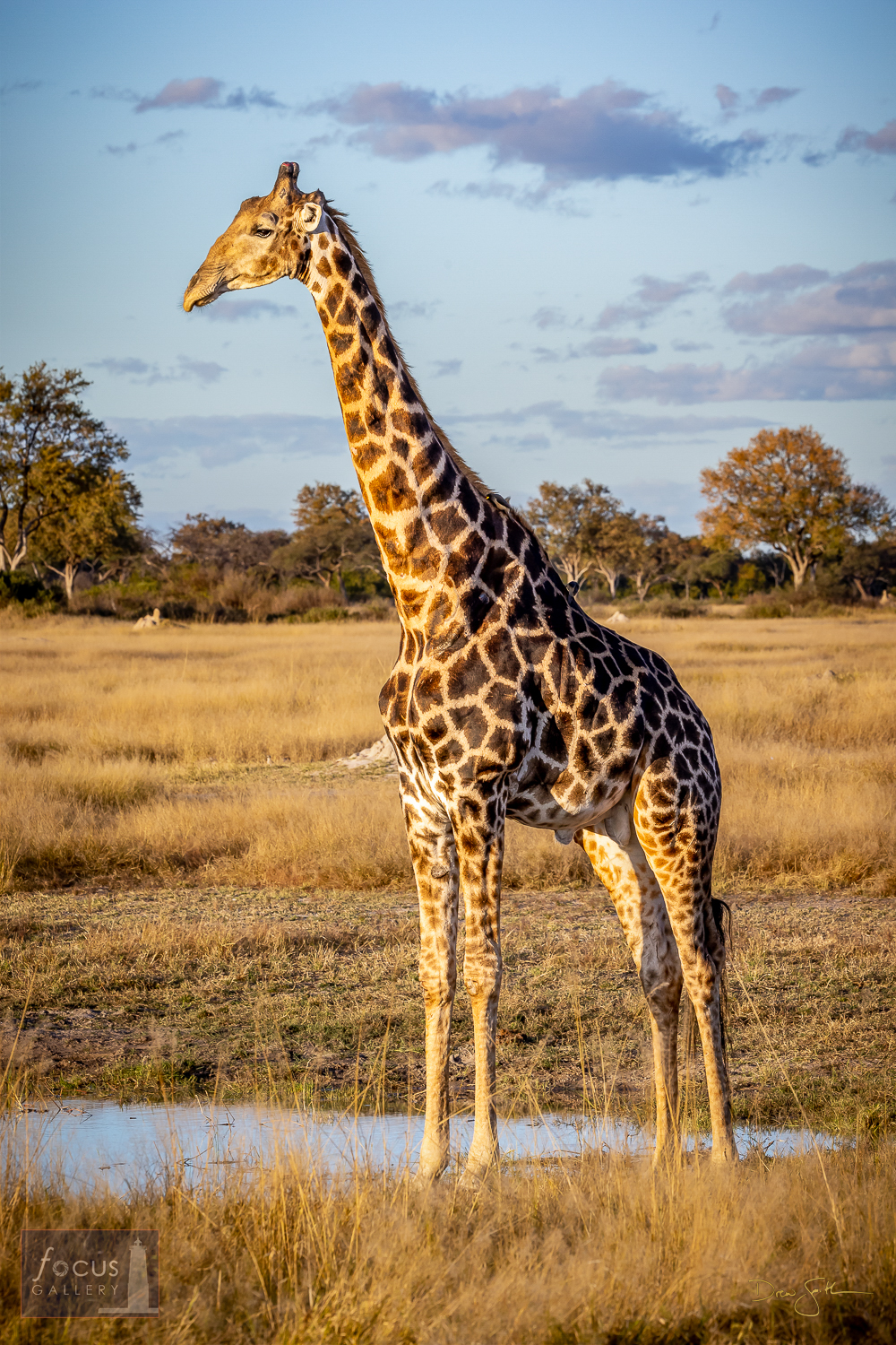 giraffe_bull_at_pan (1).jpg