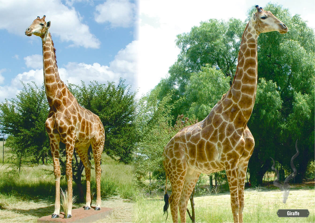 giraffe_full.jpg