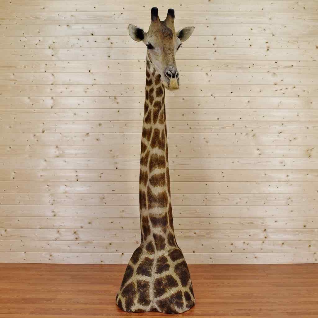 Giraffe_Taxidermy_Mount_1024x1024__compressed_2000x.jpg