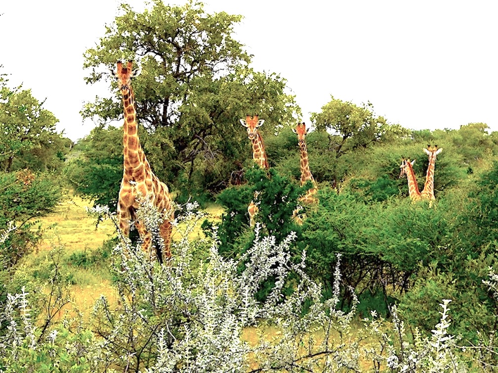 golden giraffe Kalahari 2 copy 2.jpg