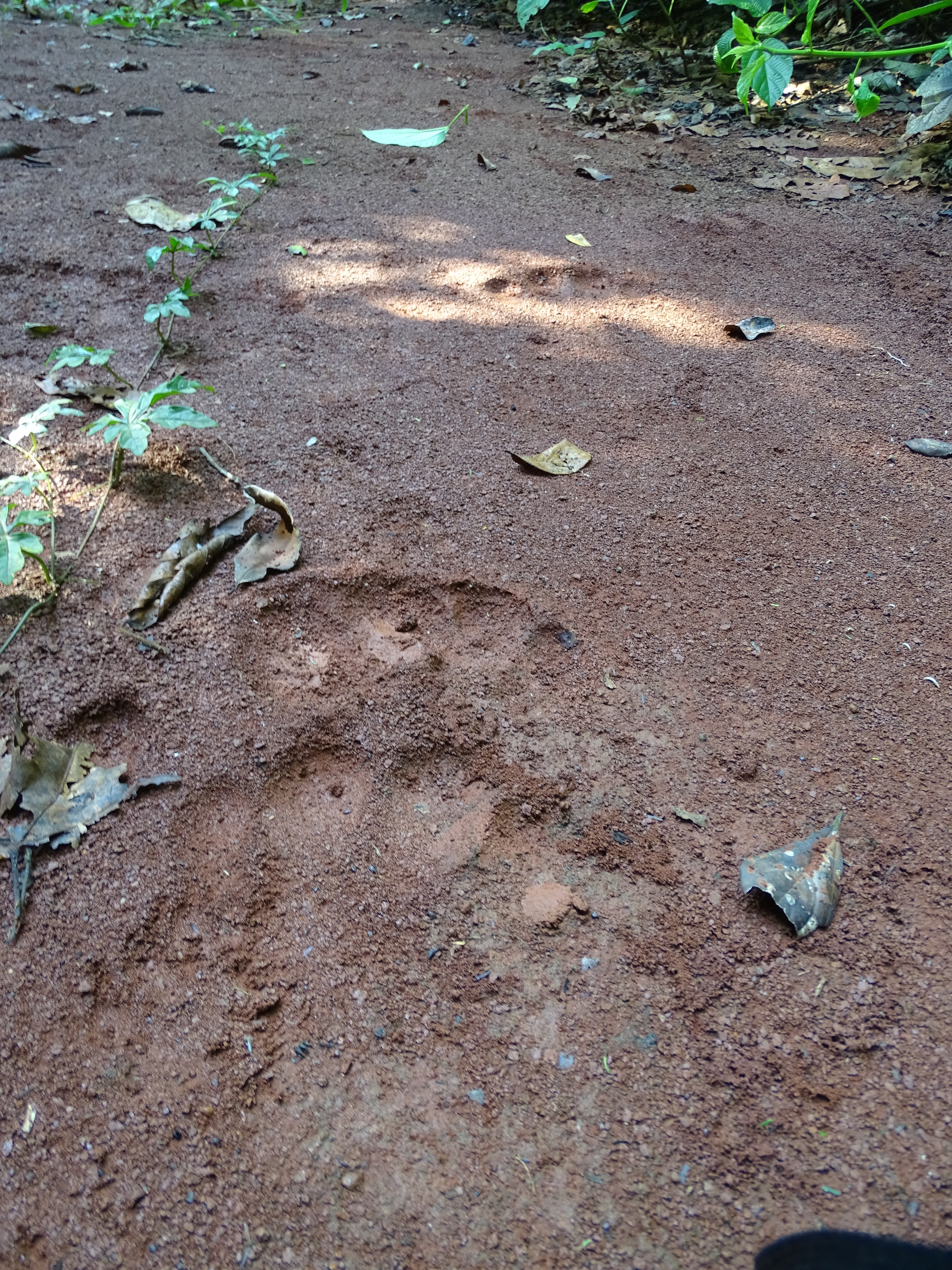 gorilla tracks.jpg