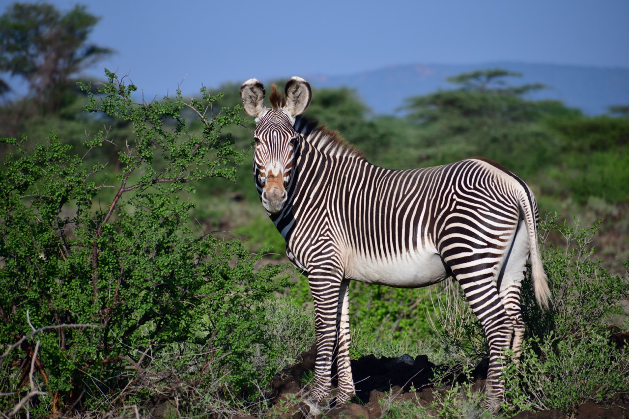 Grevy Large.jpeg