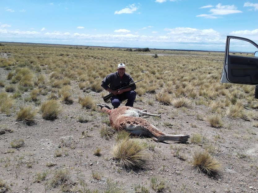 guanaco yo.jpg