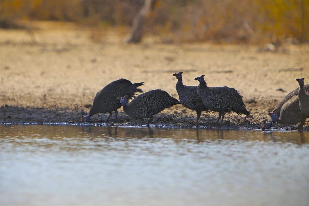 GuineaFowl_zps00f6864a.jpg