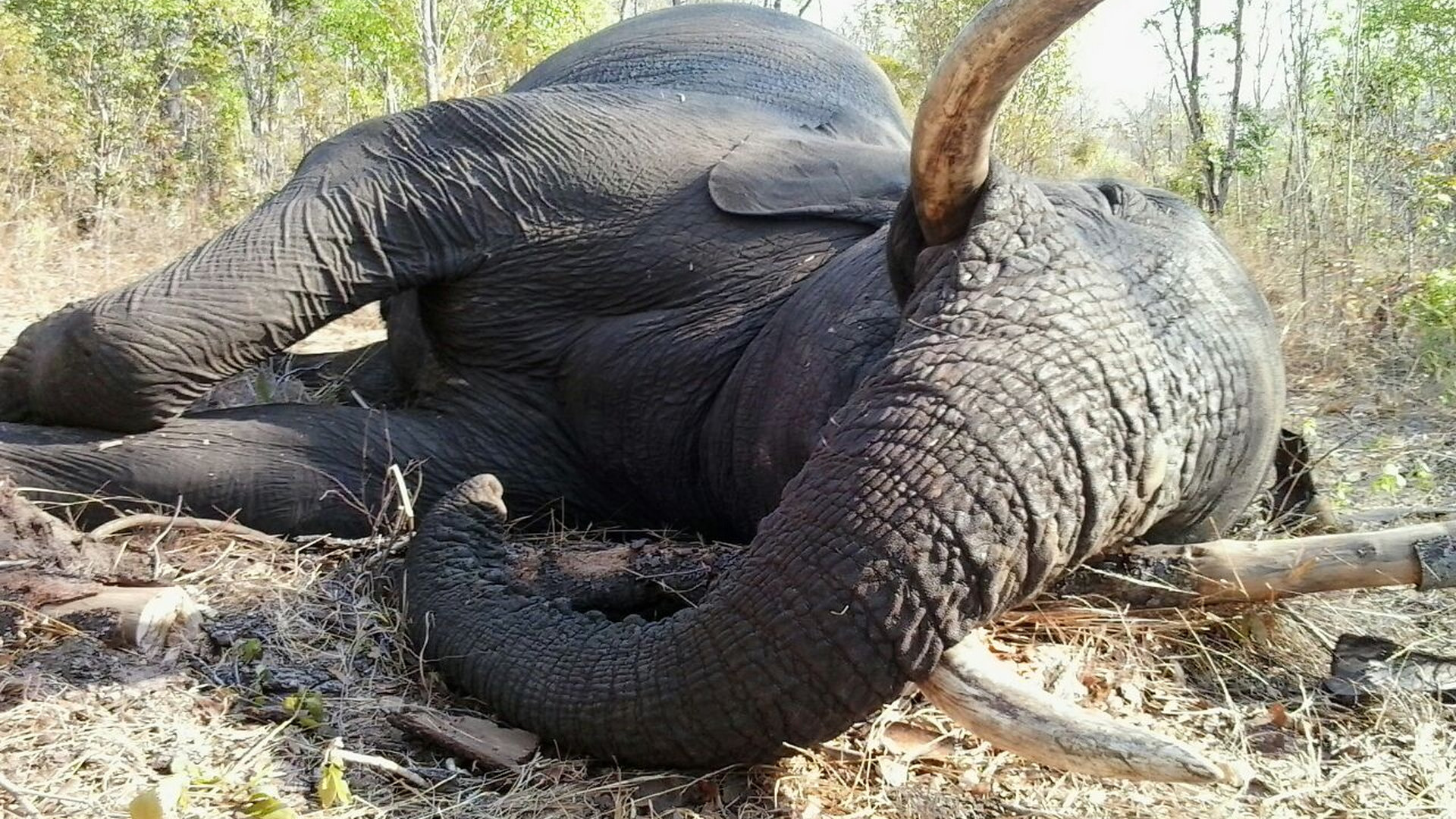 Gwayi River bull.JPG