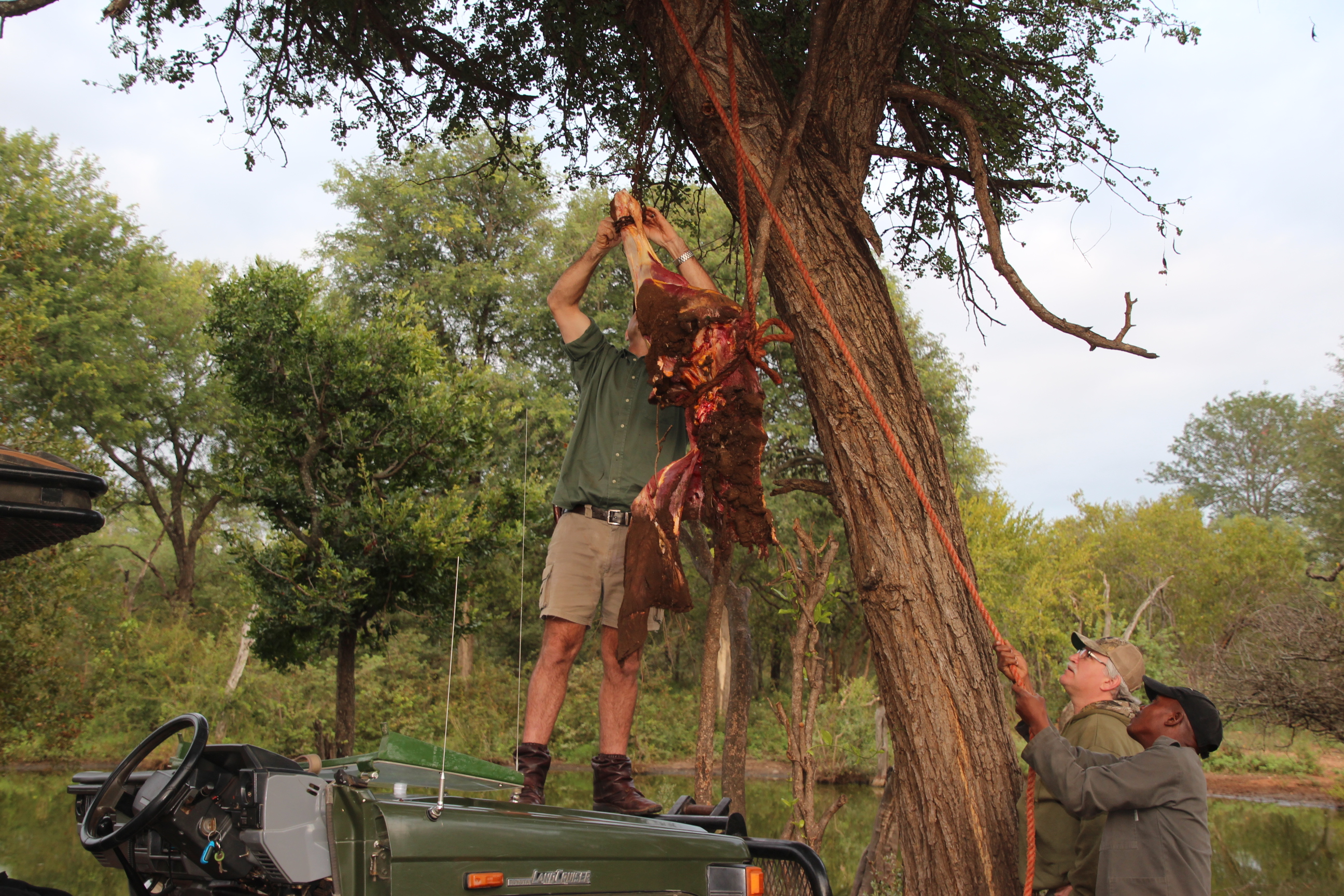 Hanging Lion Bait  Spear2015.JPG