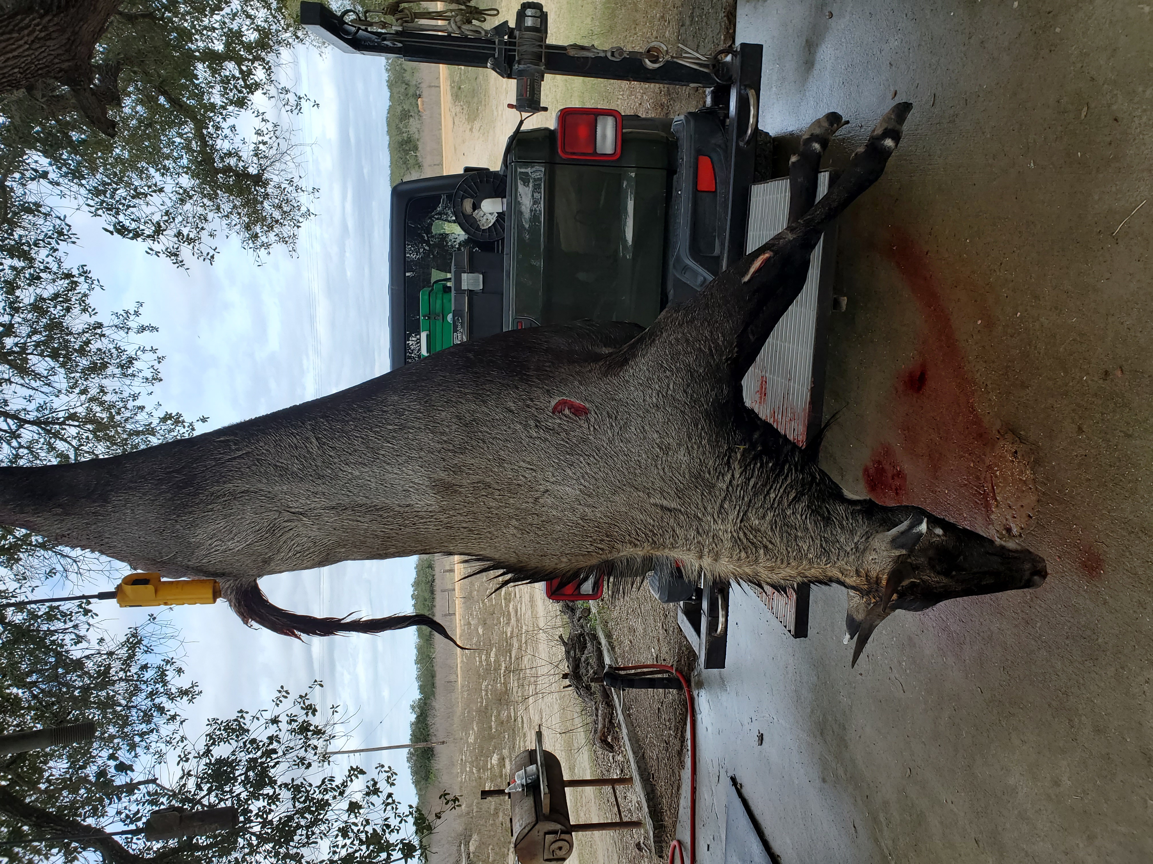 Hanging Nilgai.jpg