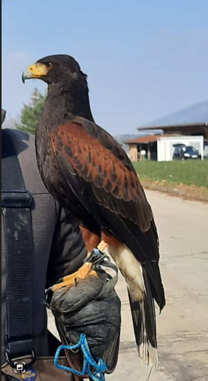 Harris Hawk.png