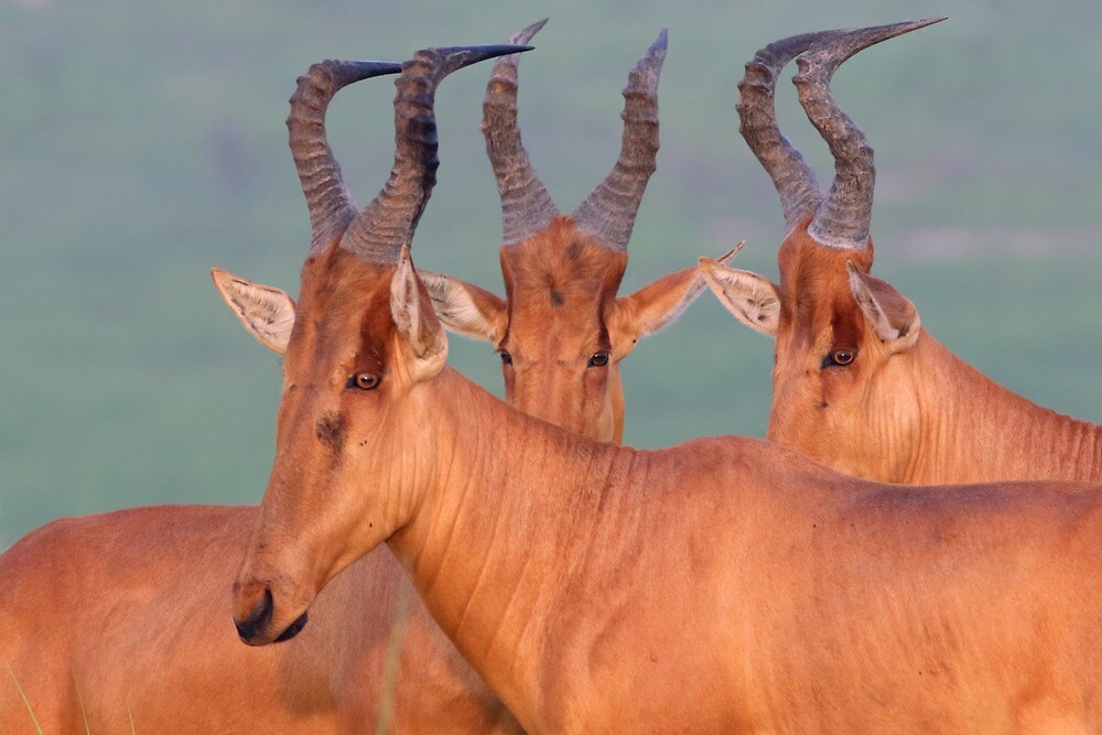 hartebeest 3.jpg