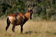 Hartebeest.jpg