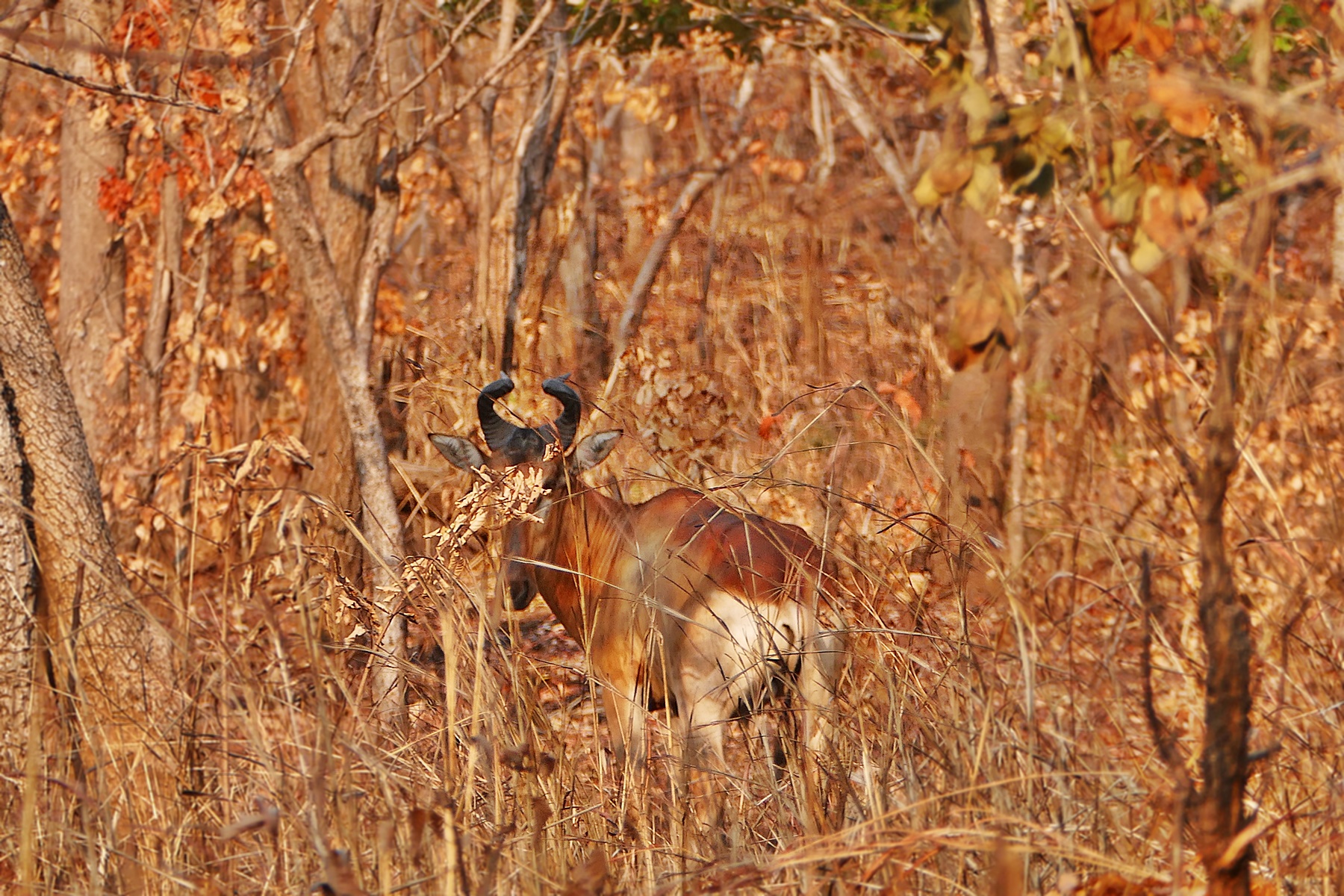 hartebeest.jpg