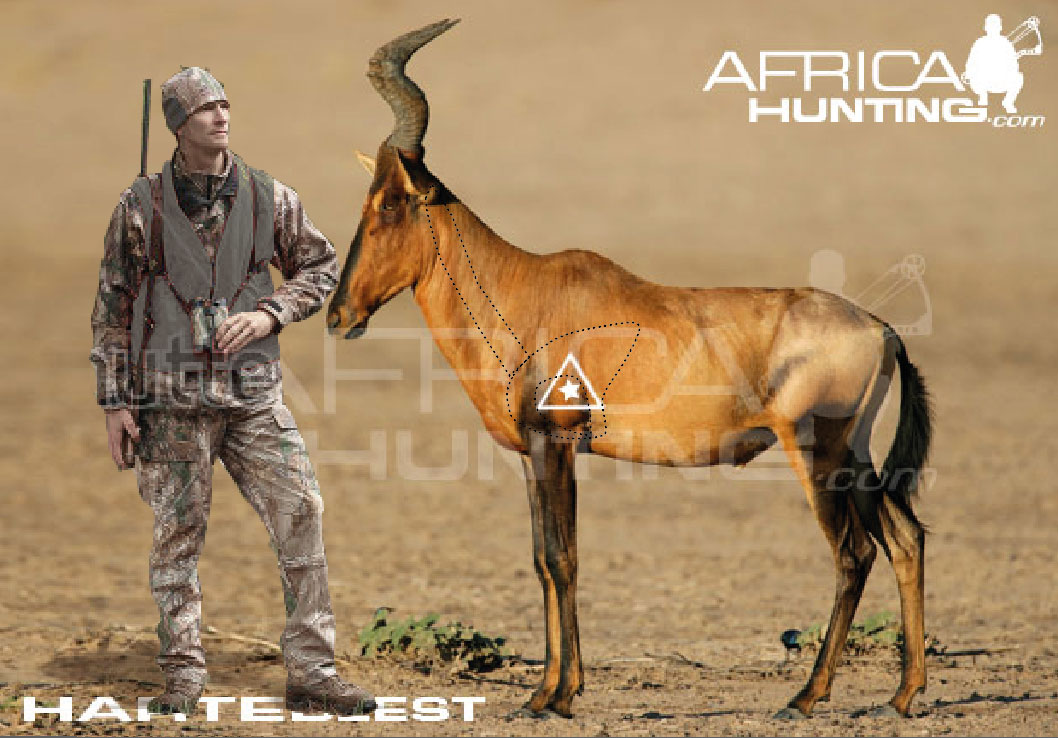 hartebeest.jpg