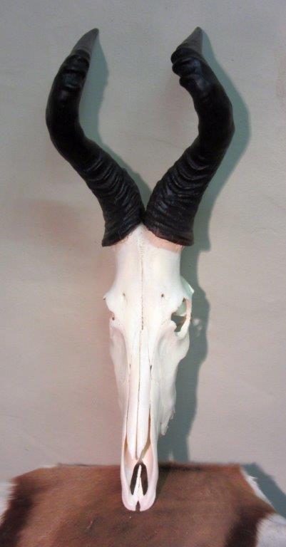 Hartebeest_Skull.jpg