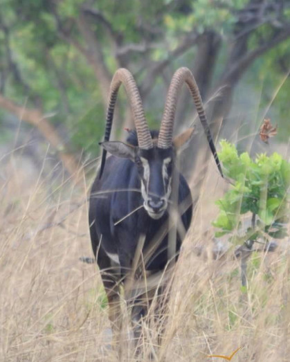 head on monster sable bull.jpg