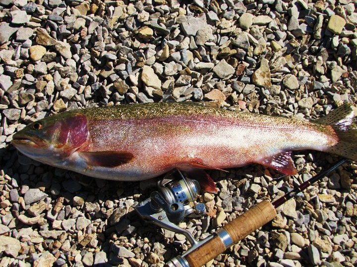 Hebgen Lake Rainbow.jpg