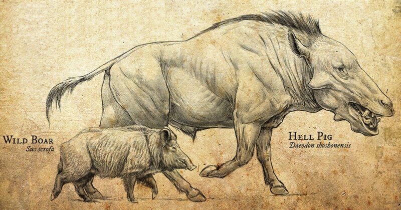 hell-pig-wild-boar-comparison-800x419.jpg